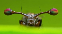 Stem pagliament muha